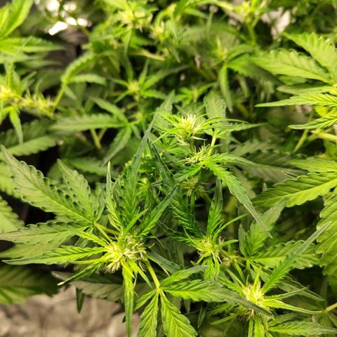 BBC #1 growlog timeline photo