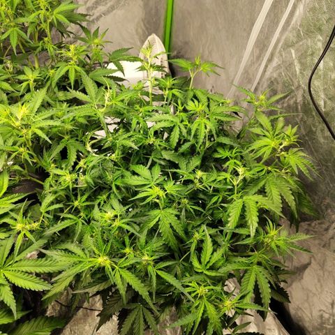 BBC #1 growlog timeline photo