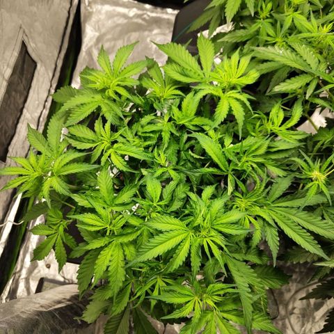 BBC #2 growlog timeline photo