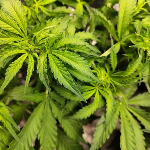 BBC #2 growlog timeline photo