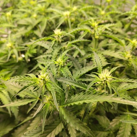 BBC #1 growlog photo: Before def