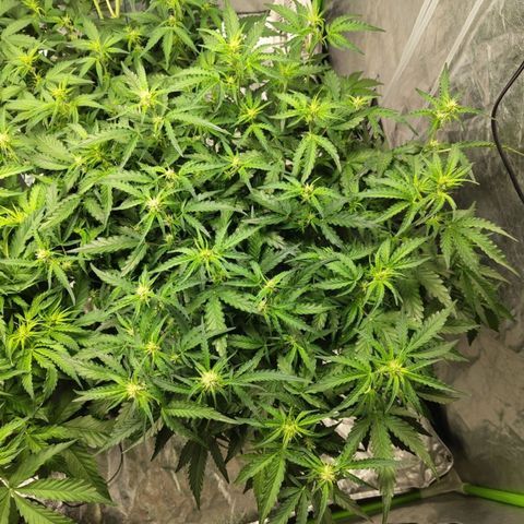 BBC #1 growlog photo: Before def