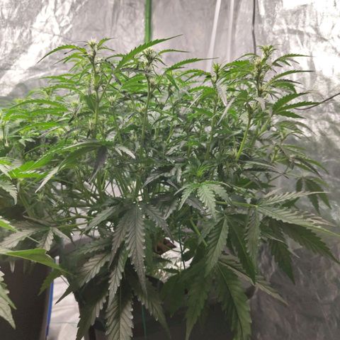 BBC #1 growlog photo: Before def