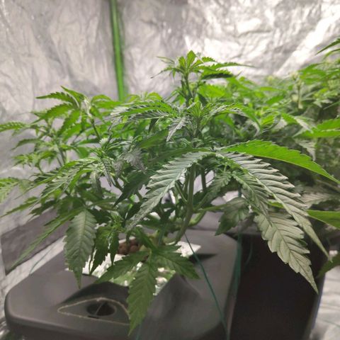 BBC #2 growlog photo: Before def (some on the left side)