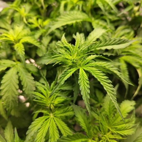 BBC #2 growlog photo: Before def (some on the left side)