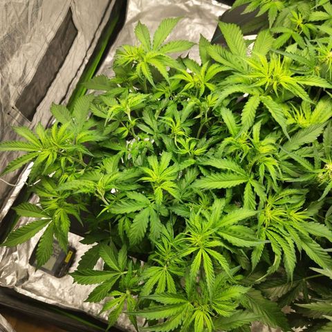 BBC #2 growlog photo: Before def (some on the left side)
