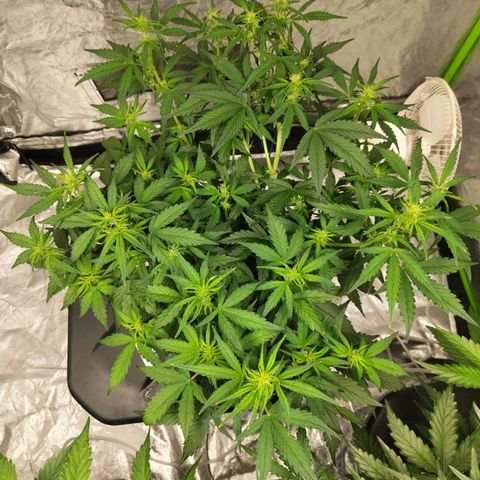 BBC #3 growlog photo: Before slight trim
