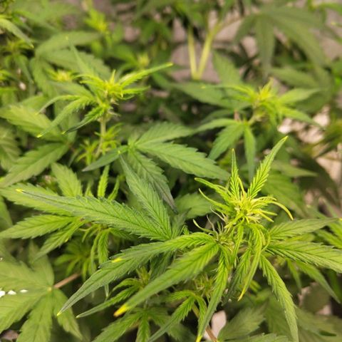 BBC #3 growlog photo: Before slight trim
