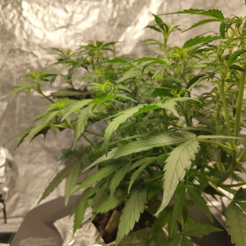 BBC #3 growlog photo: Before slight trim