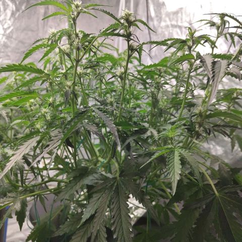 BBC #1 growlog photo: After def