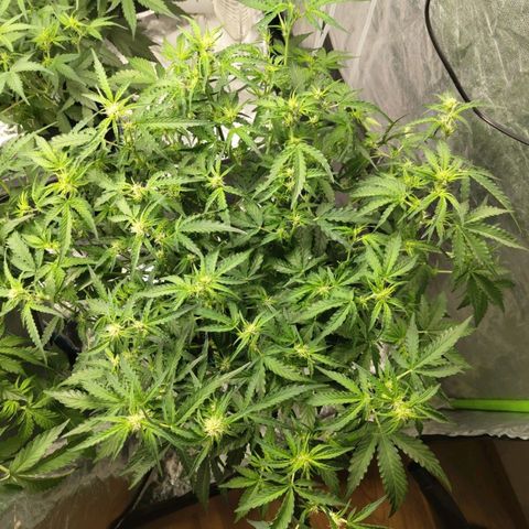 BBC #1 growlog photo: After def
