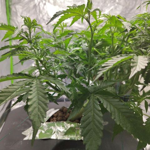 BBC #2 growlog photo: After def