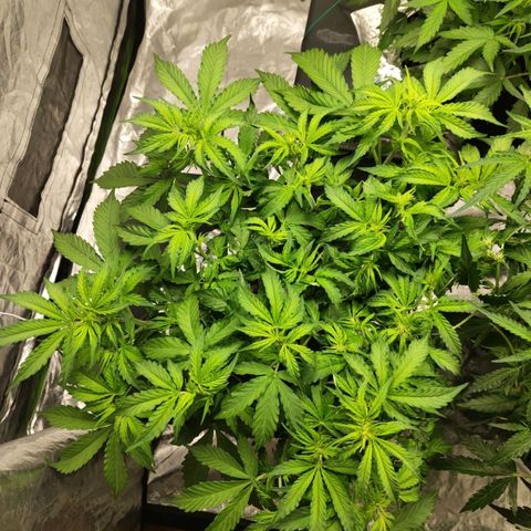 BBC #2 growlog photo: After def