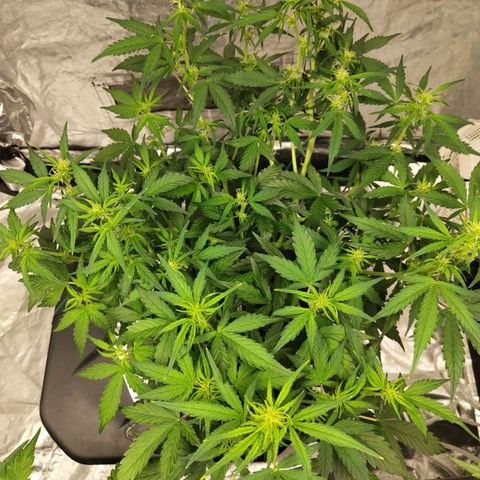BBC #3 growlog photo: After slight trimming