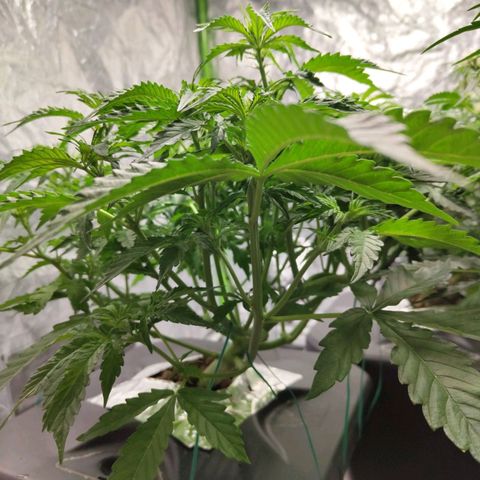 BBC #2 growlog timeline photo