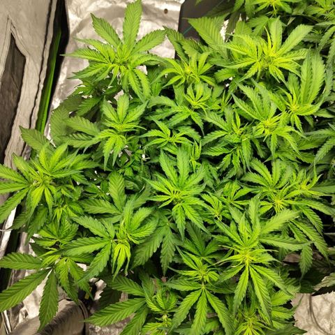 BBC #2 growlog timeline photo