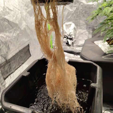 BBC #2 growlog timeline photo