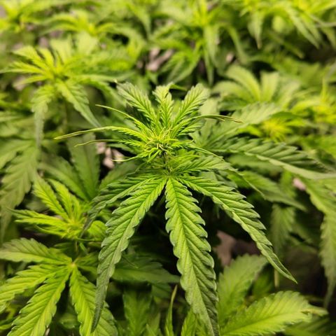 BBC #2 growlog timeline photo