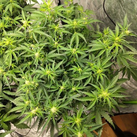 BBC #1 growlog timeline photo