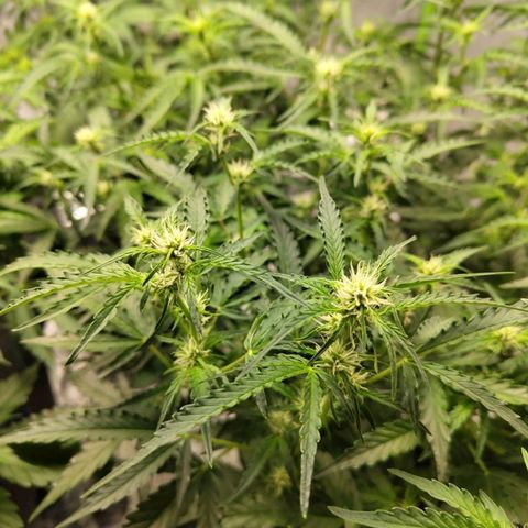 BBC #1 growlog timeline photo