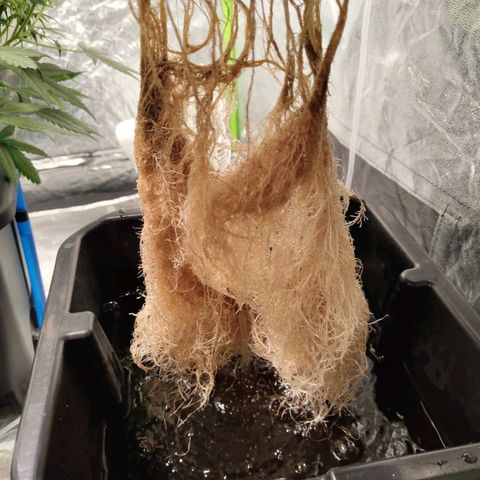 BBC #1 growlog timeline photo