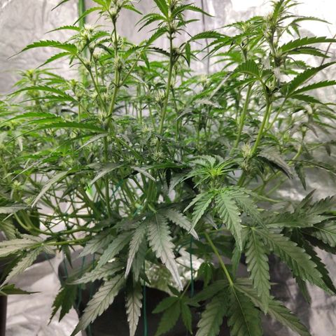 BBC #1 growlog timeline photo