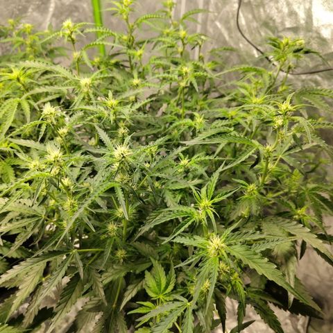 BBC #1 growlog timeline photo