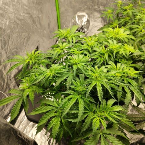 BBC #2 growlog timeline photo
