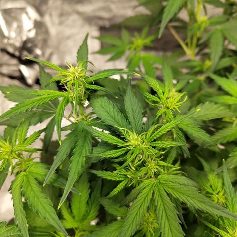 BBC #3 growlog timeline photo