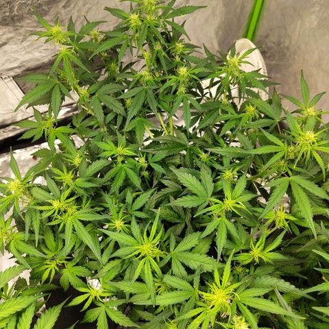 BBC #3 growlog timeline photo
