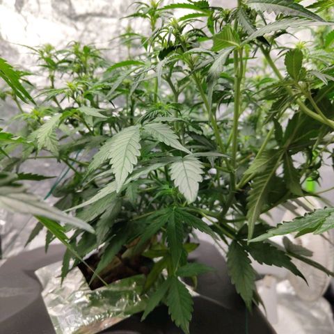 BBC #3 growlog timeline photo