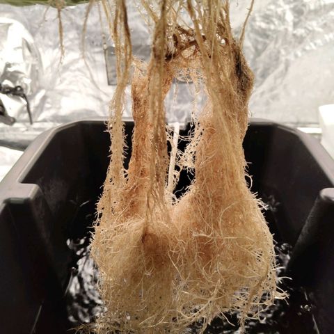 BBC #3 growlog timeline photo