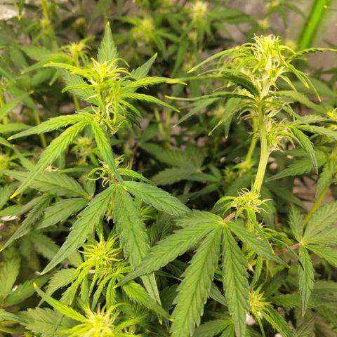 BBC #3 growlog timeline photo