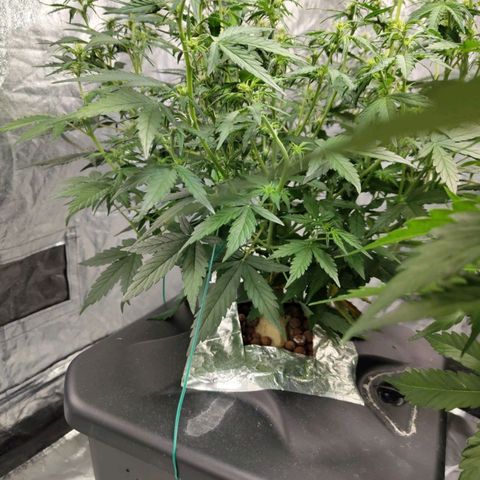 BBC #3 growlog timeline photo