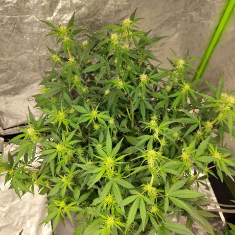 BBC #3 growlog timeline photo