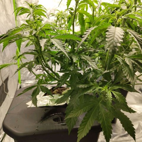BBC #2 growlog photo: Starting to flower