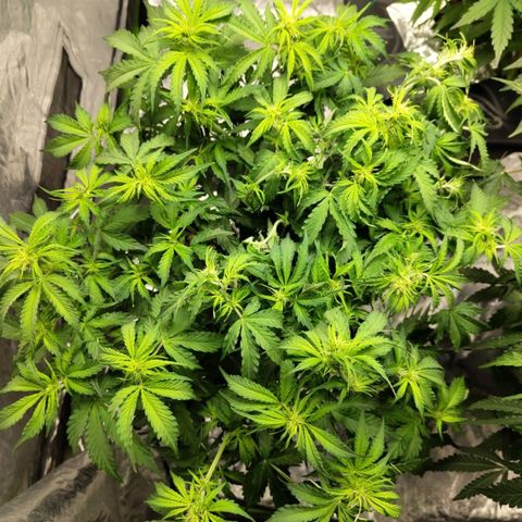 BBC #2 growlog photo: Starting to flower