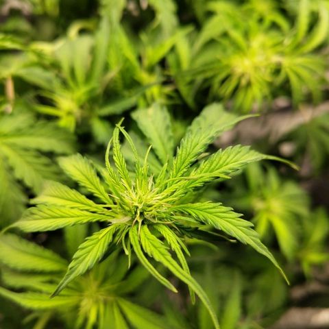 BBC #2 growlog photo: Starting to flower