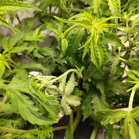 BBC #2 growlog photo: Snapped tops, not looking good