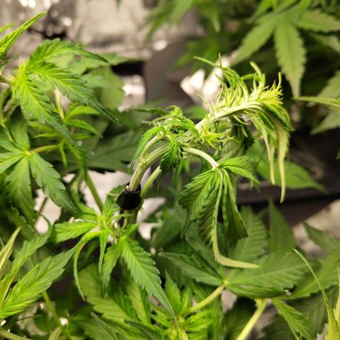 BBC #2 growlog photo: Snapped tops, not looking good