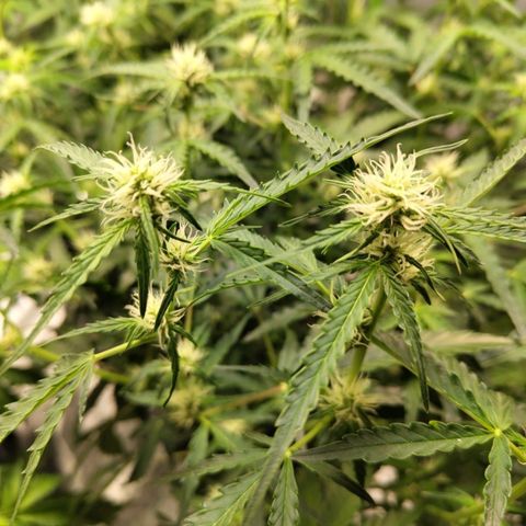 BBC #1 growlog timeline photo
