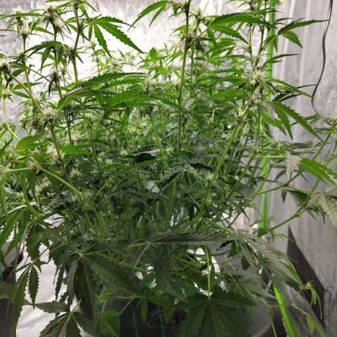 BBC #1 growlog timeline photo