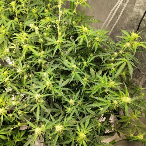 BBC #1 growlog timeline photo