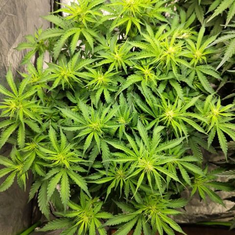 BBC #2 growlog timeline photo