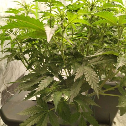 BBC #2 growlog timeline photo