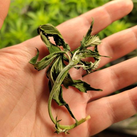 BBC #2 growlog timeline photo