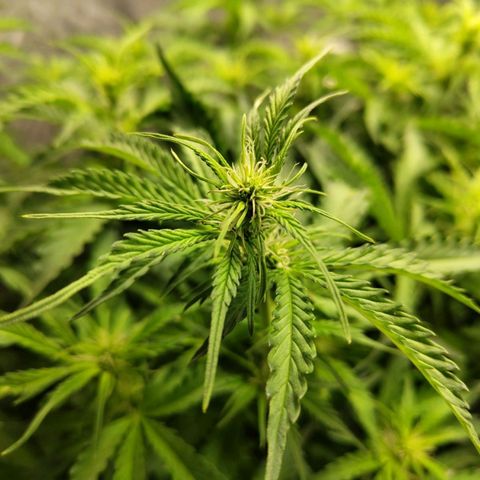 BBC #2 growlog timeline photo
