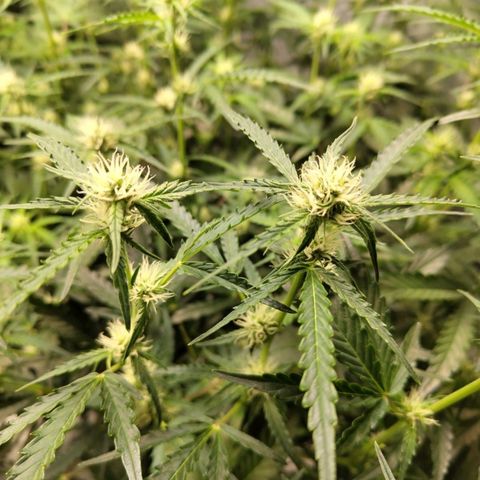 BBC #1 growlog timeline photo