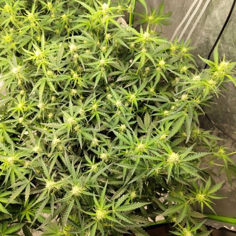BBC #1 growlog timeline photo