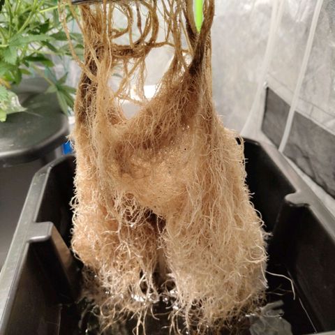 BBC #1 growlog timeline photo